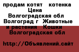 продам котят ( котенка )  › Цена ­ 10 - Волгоградская обл., Волгоград г. Животные и растения » Кошки   . Волгоградская обл.